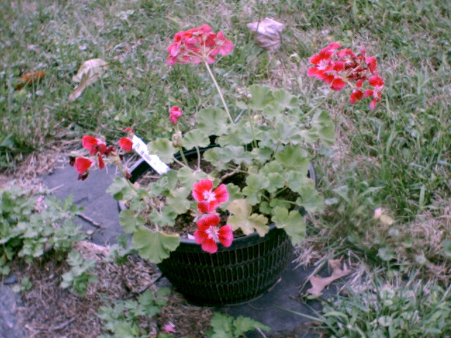 Some geraniums, as snapped by the PhotoCam