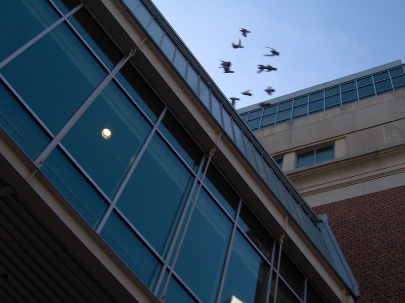 a flock of birds over a skyway from the "Cooling Down" album, a campus photowalk from Fall 2023