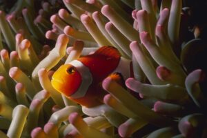 A clownfish poking out of an anemone